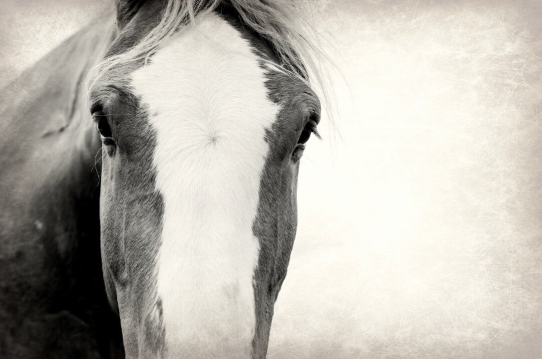 Horse Photography Nature Animals Horses Fine Art Photo Landscape Print horse-photography-nature-animals-horses-fine-art-photo-landscape-print