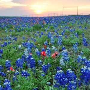 Texas Bluebonnets Wildflower Photography Flower Photo Fine Art Landscape Nature Flower Sunset Sunrays Fence Art Flowers