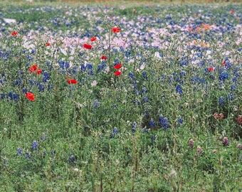 Bluebonnet Photo, DIGITAL Texas Landscape Photo, Wildflower, Texas Decor, Texas Art, Bluebonnets, Texas Wildflowers, Download, Downloadable