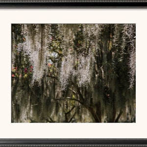 Spanisches Moos, New Orleans Eiche Baum, Louisiana Fotografie, Foto, Baum Druck, Louisiana Landschaft, Audubon Park Fine Art Fotografie,