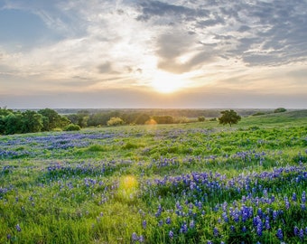 Bluebonnet Photo, DIGITAL Photo, Texas Landscape Photo, Wildflower, Texas Decor, Texas Art, Bluebonnets, Texas Wildflowers, Downloadable Art
