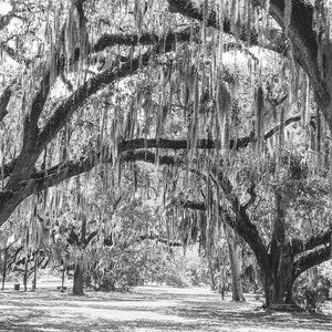 Spanish Moss, New Orleans Oak Tree, Louisiana Photography, Tree Photo, Tree Print, Louisiana Landscape, Audubon Park Fine Art Photography,