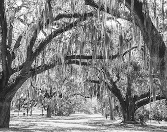 Spanish Moss, New Orleans Oak Tree, Louisiana Photography, Tree Photo, Tree Print, Louisiana Landscape, Audubon Park Fine Art Photography,
