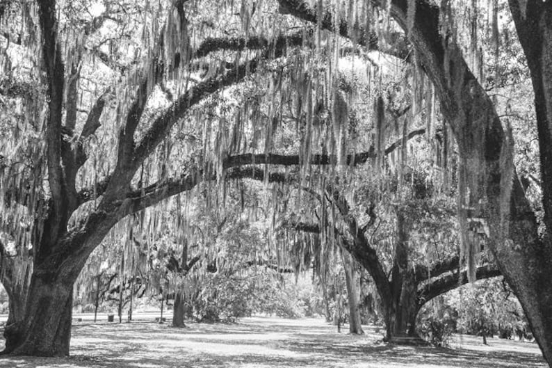 Spanish Moss New Orleans Oak Tree Louisiana Photography - Etsy