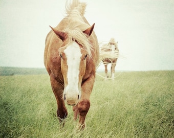 Fotografia de cavalo, natureza, animais, cavalos, fotografia de belas artes, impressão de paisagem, decoração de casa, imagem de animal, cavalos, decoração equestre de arte equina