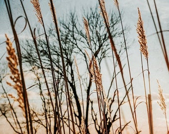 Sunset Photo, Nature Photograph,  Prairie Grass, Bloom, Clouds, Botanical Tall Native Grasses Flowers Fine Art Photo Print Summer Home Decor