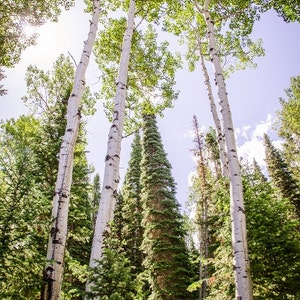 Colorado Aspen Birch Trees Nature Forest Photography Tree Home Decor Green Summertime Fine Art Nature Photo