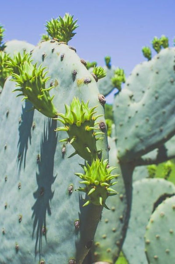 Texas Kaktus Fotografie, Blumen Foto, Kunst Landschaft Natur Blumen, Kakteen,  Cactus Flower, Texas rustikale Feigenkaktus Foto grn - Etsy.de