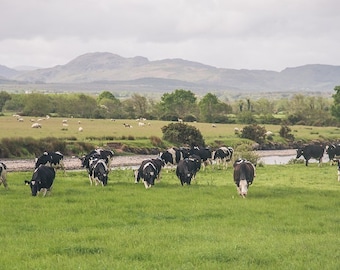 Cow Photo, Ireland Wall Art, Ireland Print, Landscape Photo, Cows, Country Decor, Irish Decor, Ireland Picture, Dublin, Kerry, Ireland Art