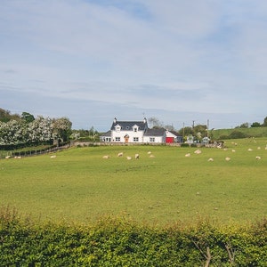 Ireland Photo, Rustic Cottage, Ireland Wall Art, Red Door, Sheep Photo, Country Decor, Irish Decor, Galway, Dublin, Kerry, Ireland Art Gift