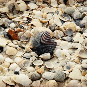 Seashell Ocean Photography Beach Photo Water Florida Shell Home Decor Oceanside Sand Shells Summer Water Fine Art Photography Nautical