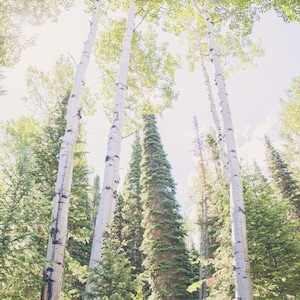 Colorado Esp Birch Trees Nature Forest Fotografie Boom Home Decor Groene Zomer Fine Art Natuur Foto