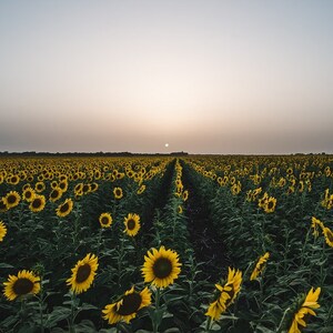 Sunflower Photo, Fine Art Print, Flower Photo, Sunflower Decor, Sunflowers, Flowers, Yellow, Sunset Art, Summer, Floral Art Botanical Print