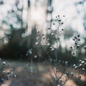 DIGITAL Photo, Botanical Landscape Photo, Dreamscape, Nature Photo, Trees, Tree Art, Fine Art Photo, Flowers, Blooms Bokeh Digital Download