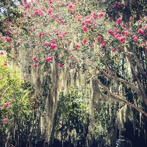 Spanisches Moos, New Orleans Eiche Baum, Louisiana Fotografie, Foto, Baum Druck, Louisiana Landschaft, Audubon Park Fine Art Fotografie,