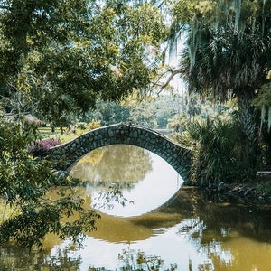 Spanish Moss, New Orleans Oak Tree, Bridge Photography New Orleans Park New Orleans Print, Louisiana Art, Audubon Park Fine Art Photography,