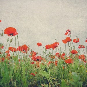 Red Poppy Flowers, Red Floral, Poppies, Flowers, Nature Photo, Fine Art, Landscape, Art Print, Red Color, Wall Art Photo, Flower Picture