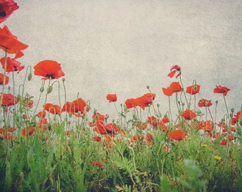 Rote Mohnblume Blumen, rot Floral, Poppies, Blumen, Naturfoto, bildende Kunst, Landschaft, Kunstdruck, rote Farbe, Wand Kunst Foto Blume Bild