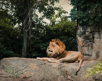 Lion Photo Print, Lion Wall Art, Lion Art, Nature, Zoo Lion Photo Wild Cats Art, Home Decor, Office Wall Art, Living Room Decor Photography
