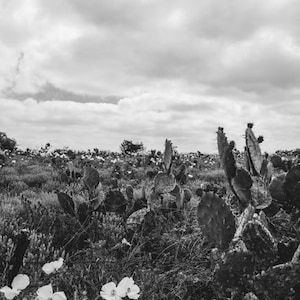 Texas Cactus Photo, Texas Photography, Wildflowers, Cactus Photography, Mixed Flowers, Texas Decor, Landscape Nature Art, Texas Hill Country image 1