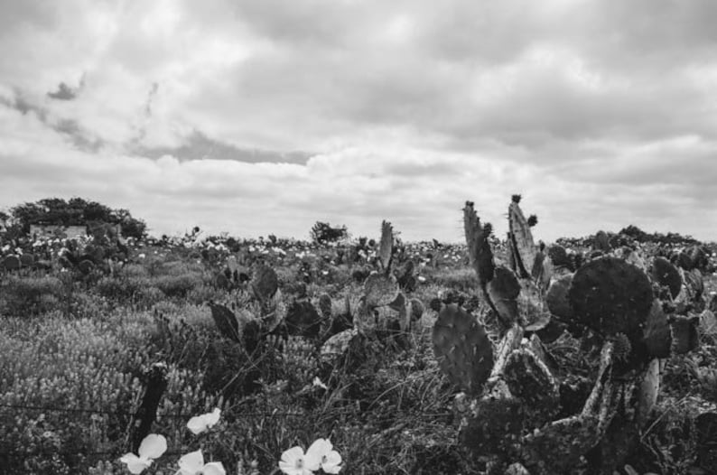 Texas Cactus Photo, Texas Photography, Wildflowers, Cactus Photography, Mixed Flowers, Texas Decor, Landscape Nature Art, Texas Hill Country image 1