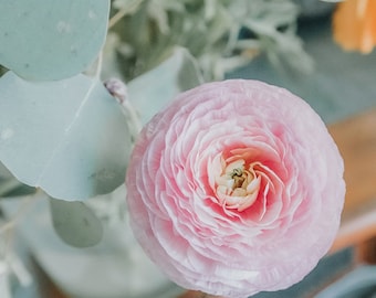 Foto de flor de ranúnculo rosa, estampas de flores rosa, arte botânica Etsy, cores suaves, arte de parede de flores de ranúnculo, impressão da natureza, rosa gasto