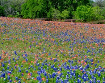 DIGITAL Photo, Texas Landscape Photo, Wildflower, Texas Decor, Texas Art, Bluebonnets, Texas Wildflowers, Digital Download, Downloadable Art