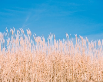 Nature Photograph,  Prairie Grass, Bloom, Clouds, Botanical, Blue Sky, Tall Native Grasses, Flowers, Fine Art Photo, Print Summer Home Decor
