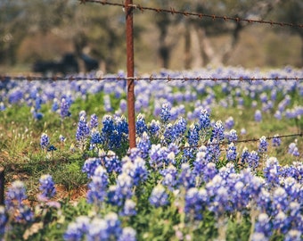 Bluebonnet Photo, DIGITAL Texas Landscape Photo, Wildflower, Texas Decor, Texas Art, Bluebonnets, Texas Wildflowers, Download, Downloadable