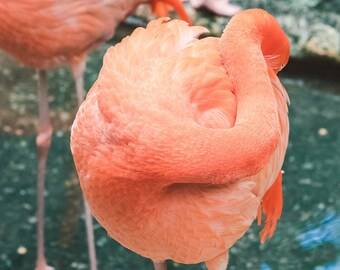 Flamingo Photo Print, Flamingo, Pink Feathers, Bird Art, Bird Print, Feather Art, Animal Print, Wall Art, Flamingo Photo, Pink Wall Art