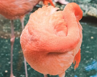 Flamingo Photo Print, Flamingo,Pink Feathers, Bird Art, Bird Print, Feather Art, Animal Print, Wall Art, Flamingo Photo, Pink Wall Art