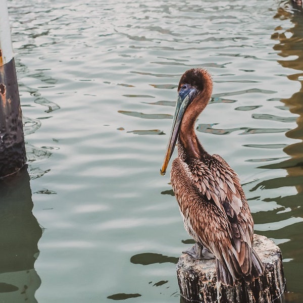 DIGITAL Pelican Photo, Ocean Beach Photo, Texas Beach Art, Oceanside Beach Photography, Seaside, Brown Pelican Digital Photo, Downloadable