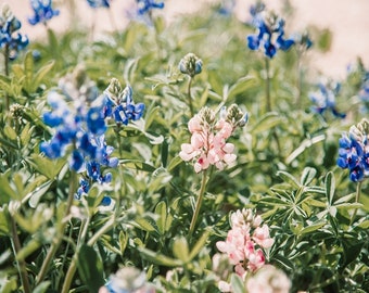 Bluebonnet Photo, DIGITAL Texas Landscape Photo, Wildflower, Texas Decor, Texas Art, Bluebonnets, Texas Wildflowers, Download, Downloadable
