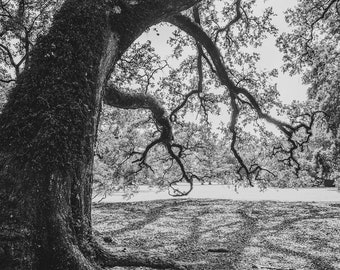 Louisiana Photography, DIGITAL Oak Alley Plantation, Tree Photo, Southern Photo, Louisiana Landscape, Live Oak Tree Art Downloadable Photo