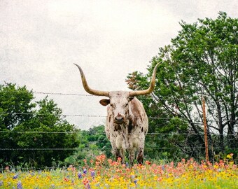 Texas Longhorn Photo, Nature, Animals, Longhorns, Fine Art Photo, Landscape, Home Decor Portrait, Cow, Bluebonnets, Texas Wildflowers Decor