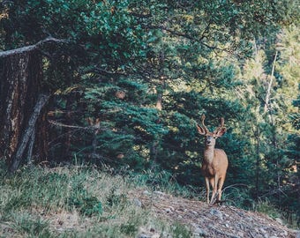 Deer Photo, Fine Art Photography, Wildlife Photo, Art, Animal Picture, Landscape Photography, Deer Photography, Antlers Nature Forest Decor