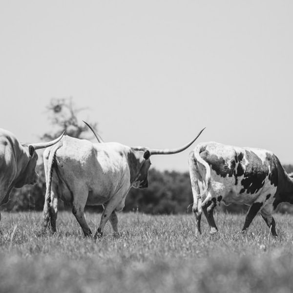 Texas Longhorn Print, Longhorn Photo, Texas Photography, Landscape Photo, Animals, Longhorns, Fine Art, Landscape Print, Texas Western Decor