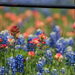 Texas Bluebonnets, Texas Print, Nature Photography, Texas Wildflowers, Texas Landscape Photo, Fine Art Photo Print Texas Photo, Sunset Print