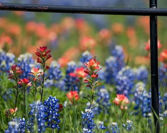 Texas Bluebonnets, Texas Print, Nature Photography, Texas Wildflowers, Texas Landscape Photo, Fine Art Photo Print Texas Photo, Sunset Print