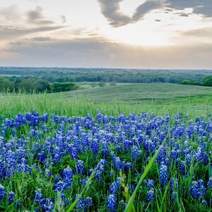 Bluebonnet Photo, DIGITAL Photo, Texas Landscape Photo, Wildflower, Texas Decor, Texas Art, Bluebonnets, Texas Wildflowers, Digital Download