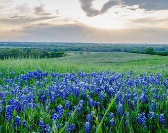 Bluebonnet Photo, DIGITAL Photo, Texas Landscape Photo, Wildflower, Texas Decor, Texas Art, Bluebonnets, Texas Wildflowers, Digital Download