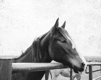 Horse Art, Horse Photography, Horse Print, Animals Horses Fine Art Photo Landscape, Texas Home Decor Portrait Head Art Equestrian Decor