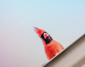 Red Cardinal Bird Photo Print, Cardinals, Red Bird, Bird Art Bird Print, Feather Art, Animal Print, Wall Art, Bird Photo, Bird Wall Art, Red