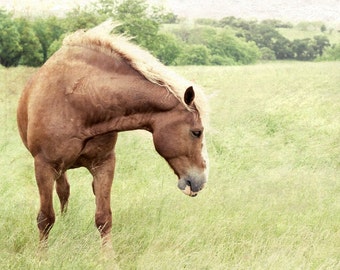 Cavalo fotografia natureza animais cavalos arte fina foto paisagem impressão decoração de casa retrato cabeça olho arte equestre decoração equestre