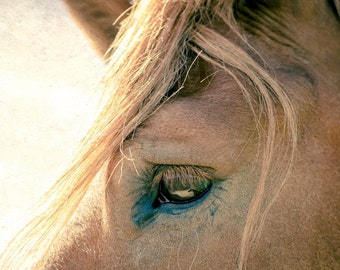 Cavalo fotografia natureza animais cavalos arte fina foto paisagem impressão decoração de casa retrato cabeça olho arte equestre decoração equestre