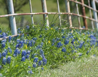 Texas Bluebonnets, Texas Print, Nature Photography, Texas Wildflowers, Texas Landscape Photo, Fine Art Photo Print Texas Photo, Country Art