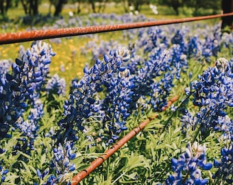 Bluebonnet Photo, DIGITAL Texas Landscape Photo, Wildflower, Texas Decor, Texas Art, Bluebonnets, Texas Wildflowers, Download, Downloadable