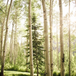 Colorado Esp Birch Trees Nature Forest Fotografie Boom Home Decor Groene Zomer Fine Art Natuur Foto