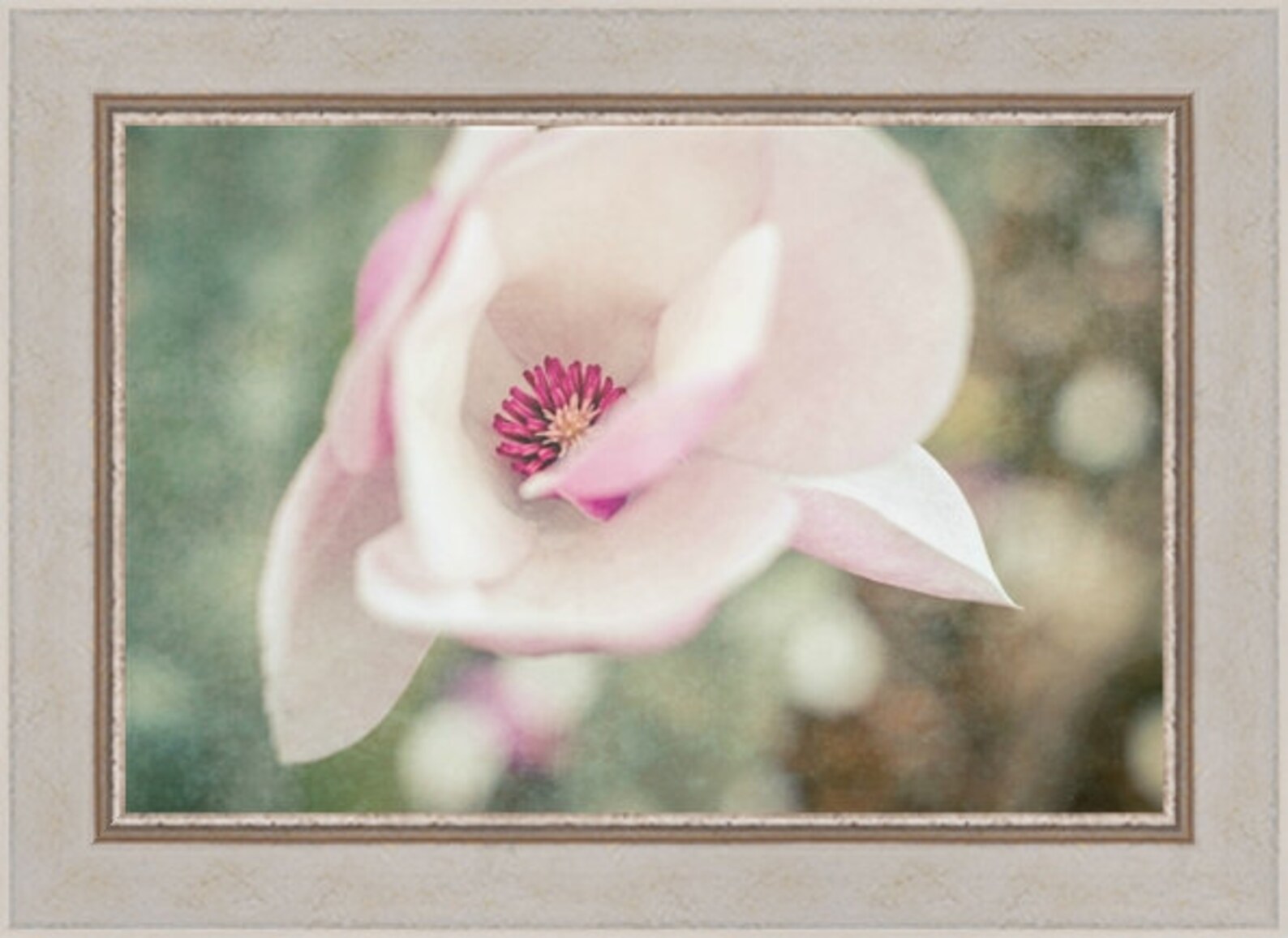 Pink Saucer Magnolia Tree Flower Photography, Blooms, Flowers, Fine Art ...