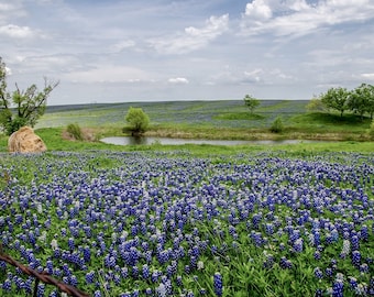 DIGITAL Print, Bluebonnet Photo, Texas Landscape Photo, Wildflower, Texas Decor, Texas Art, Bluebonnets, Texas Wildflowers, Downloadable Art